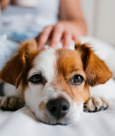 Cat and dog snuggling in grass, representing UrgentPaws veterinary care for pet eye and ear disorders, offering after-hours urgent support.