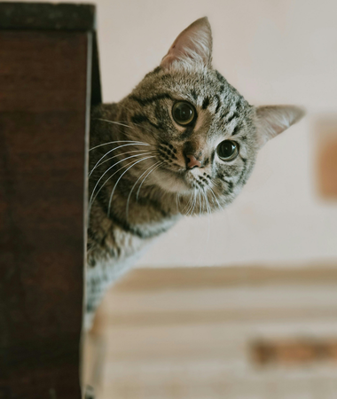 cat peeking out of a log- UrgentPaws provides emergency vet care for pet coughing and pet sneezing.