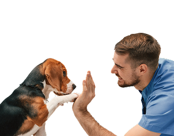 Dog high five