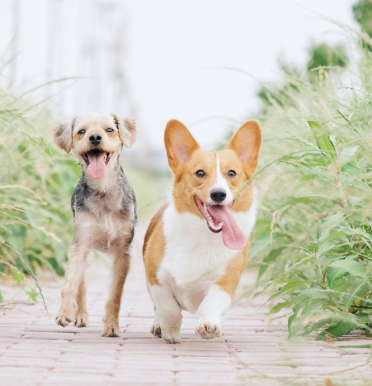 Two dogs panting on a warm day outdoors