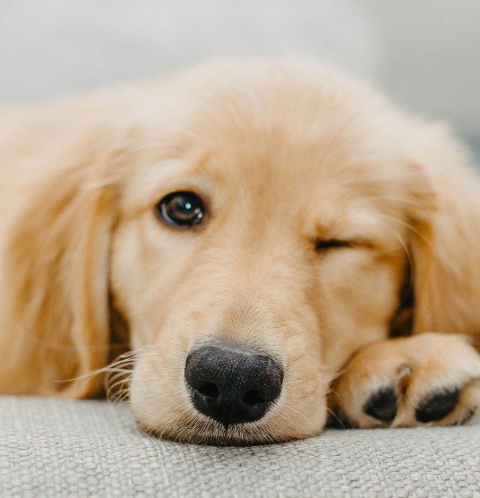 A dog lying down looking unwell