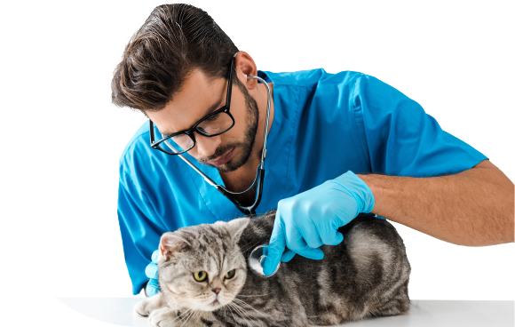 Veterinarian with cat